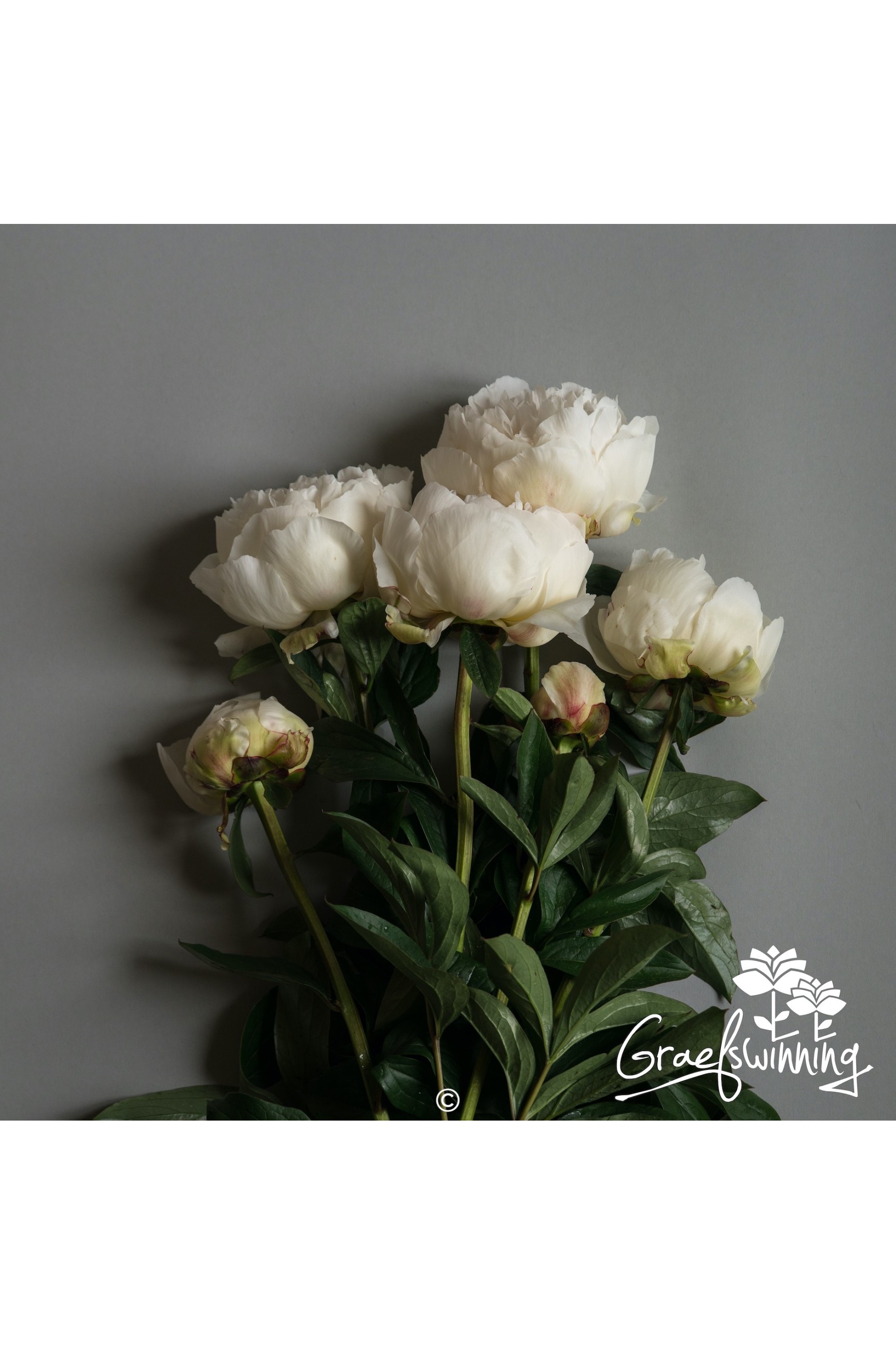 Pivoine fleurs coupées de 'Dr. F. G. Brethour'