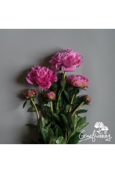 Pioen snijbloemen 'The Fawn'