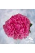 Pivoine fleurs coupées de 'The Fawn'