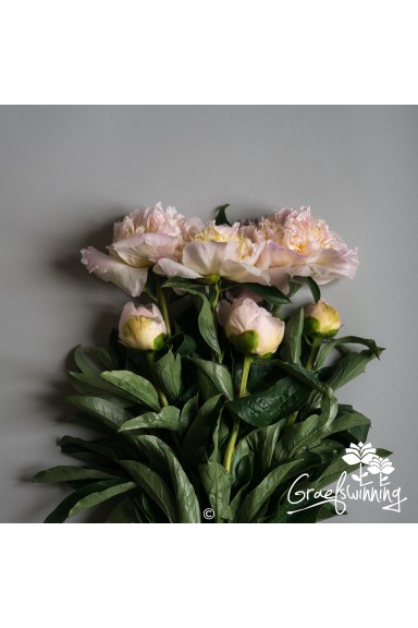 Pfingstrose Schnittblumen 'Honey Gold'