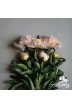 Pfingstrose Schnittblumen 'Honey Gold'