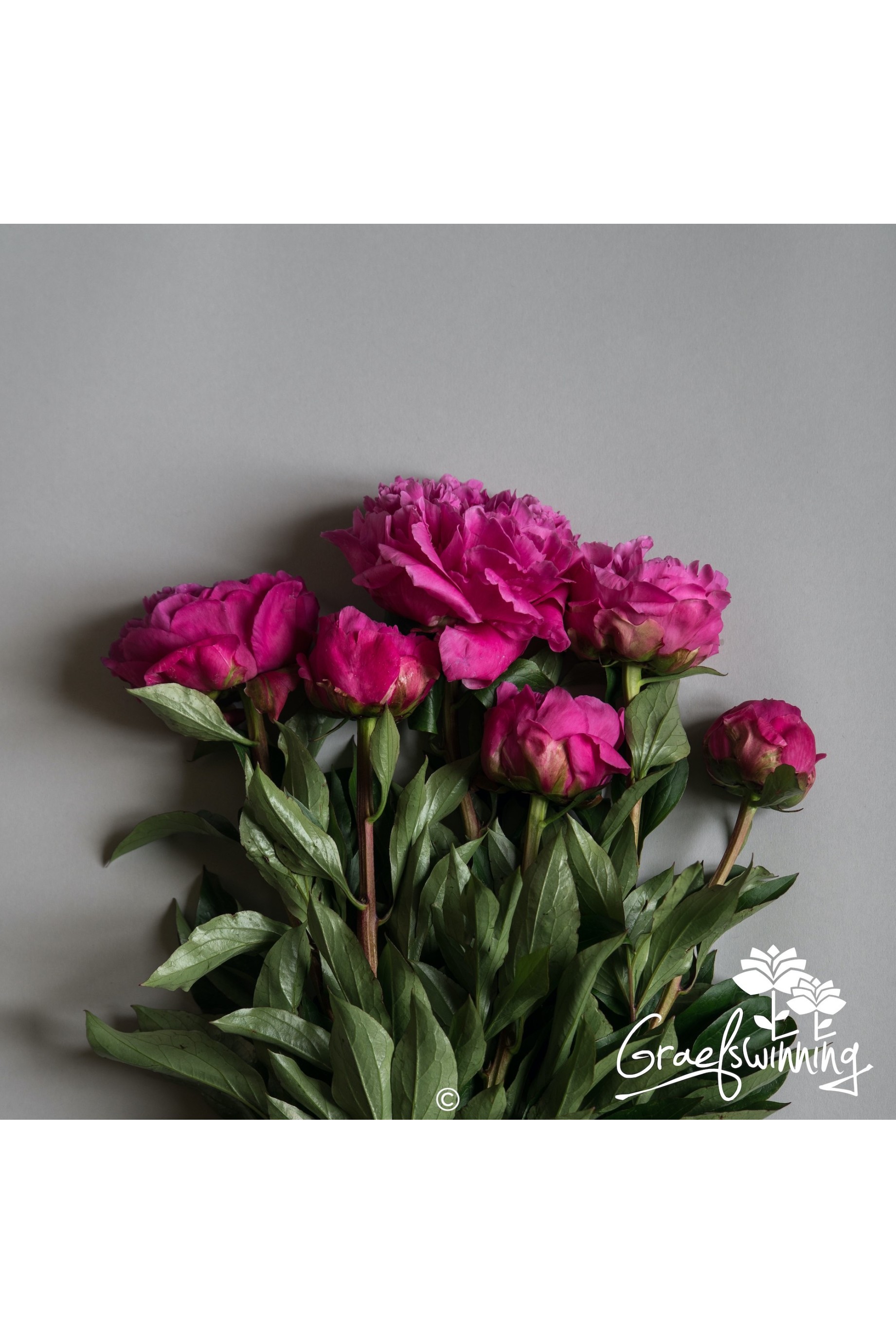 Pivoine fleurs coupées de 'Prairie Princess'