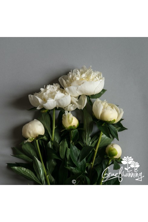 Peony cut flowers 'Duchesse de Nemours'
