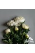 Peony cut flowers 'Duchesse de Nemours'