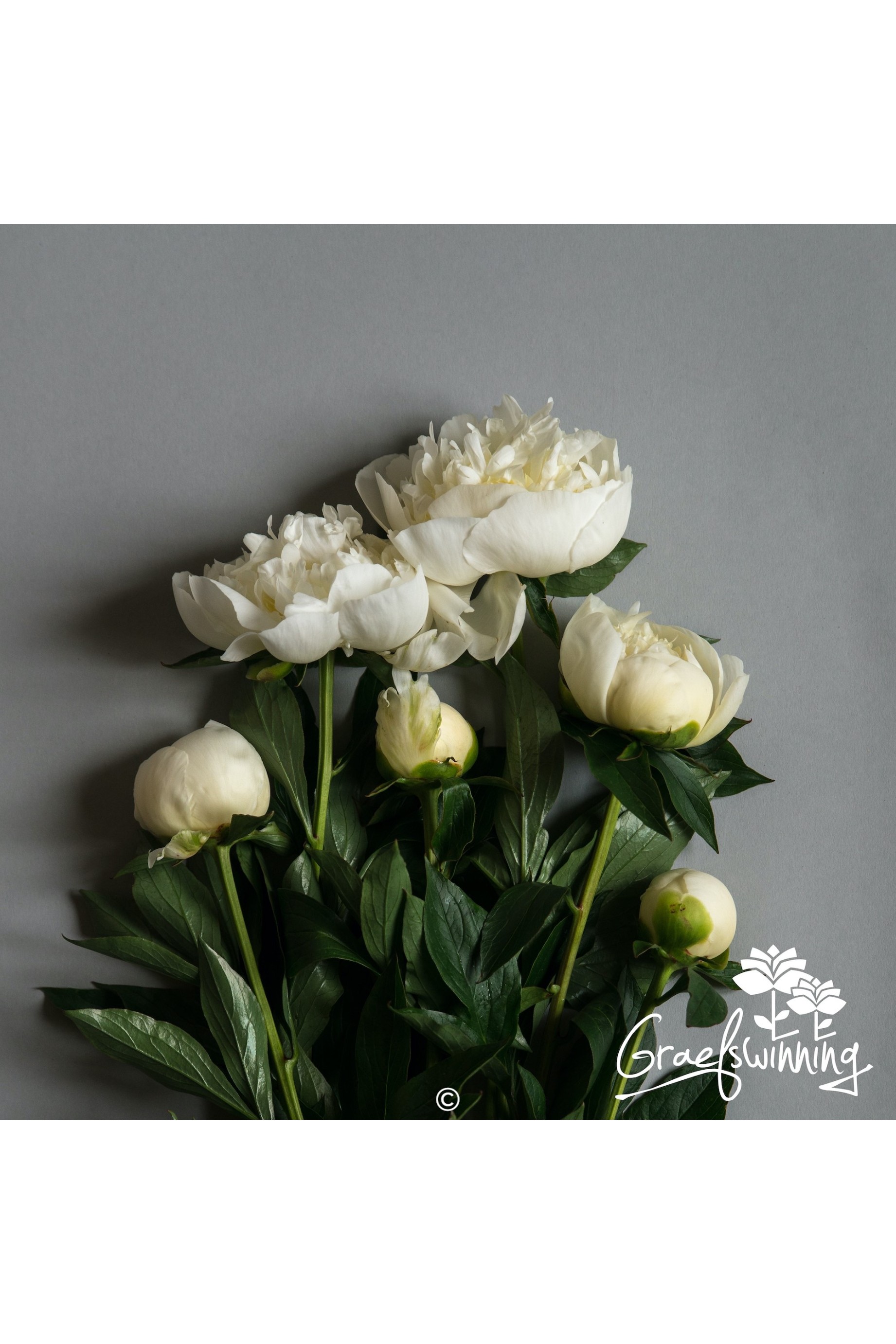 Pivoine fleurs coupées de 'Duchesse de Nemours'