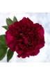Pfingstrosen Schnittblumen 'Old Faithful'
