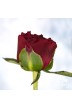 Peony cut flowers 'Old Faithful'