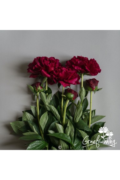 Pivoine fleurs coupées de 'Old Faithful'