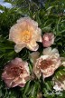 Pivoine 'Scrumdidleyumptious'