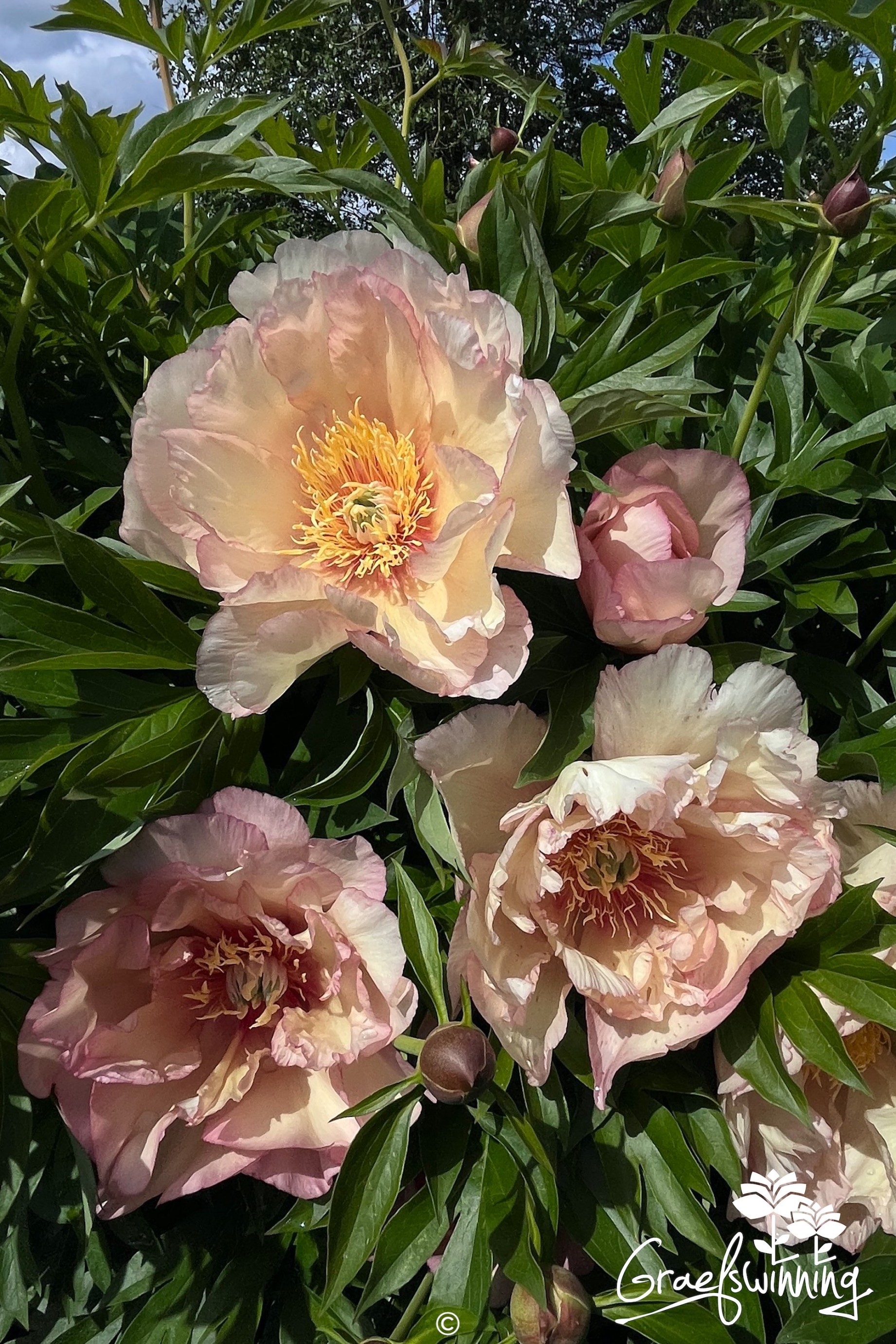 Pfingstrose 'Scrumdidleyumptious'