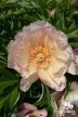 Pfingstrose 'Scrumdidleyumptious'