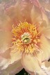 Pfingstrose 'Scrumdidleyumptious'