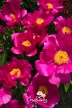 Peony 'Roland'
