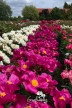 Peony 'Roland'