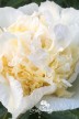 Peony 'Honey Gold'