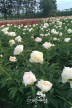 Pfingstrose 'Honey Gold'