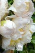 Peony 'Honey Gold'