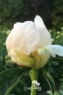 Pfingstrose 'Honey Gold'