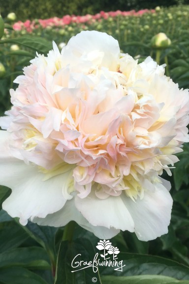Peony 'Honey Gold'
