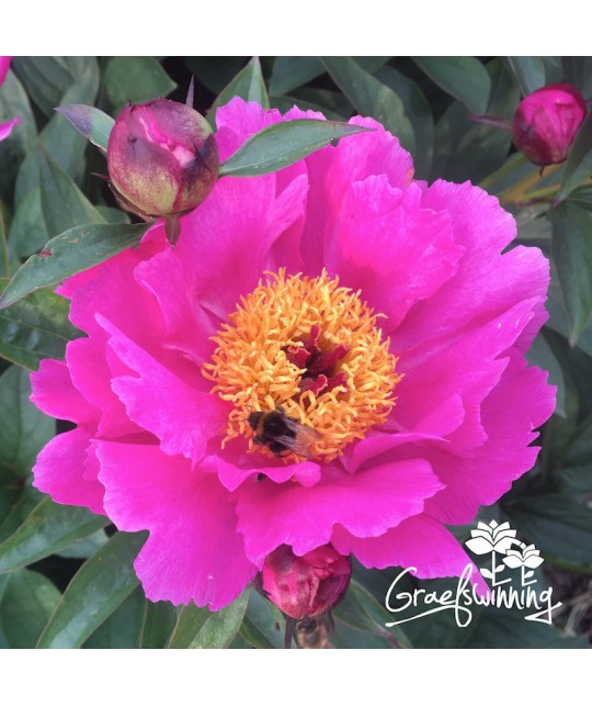 Pivoine Lavender Lotus