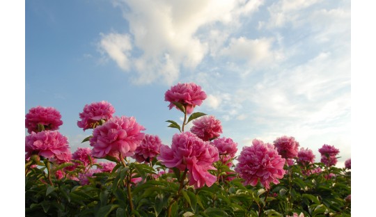 Shop peonies at a peony nursery