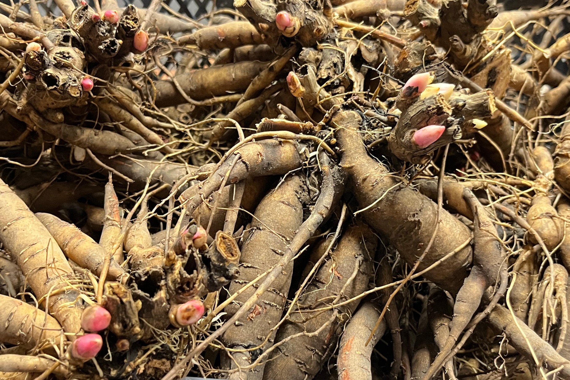 Herbaceous peony roots