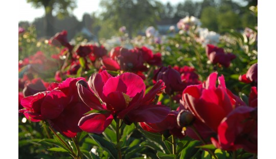 Herbaceous peony