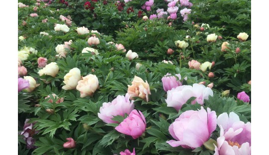 Itoh peony