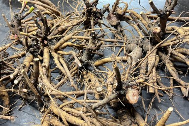 Itoh peony roots