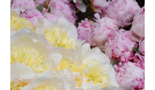 Pivoines pour les bouquets