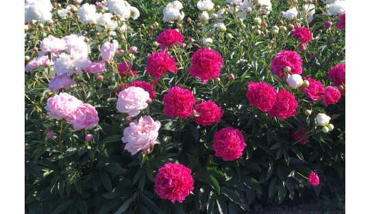 Peonies classic performers