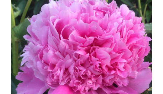 Pivoines fleurs Extra Large