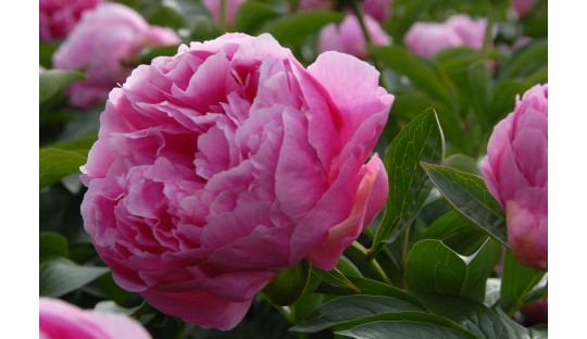 Pivoines paysagères