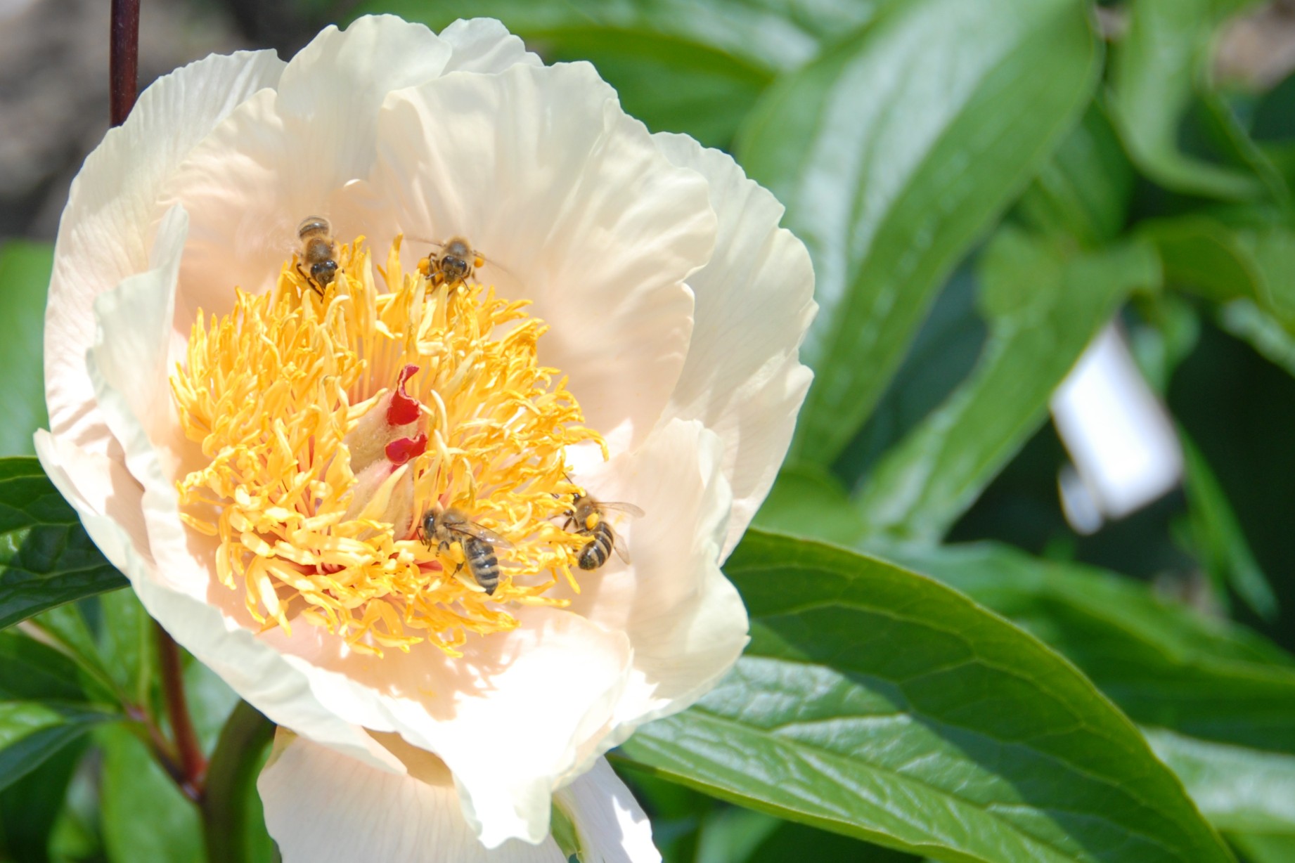 Peonies for bees