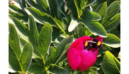 Pfingstrosen für die Bienen