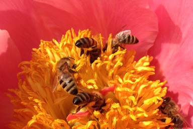 The Bee-friendly garden