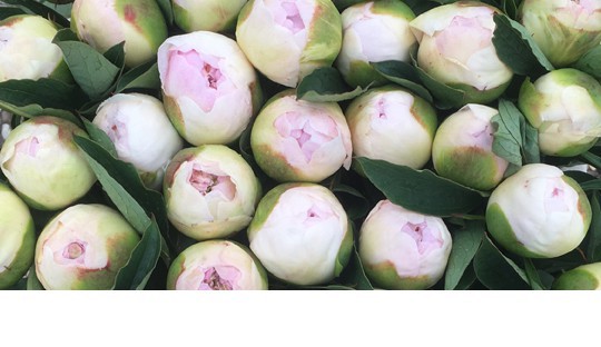 Pivoines en directe de nos champs
