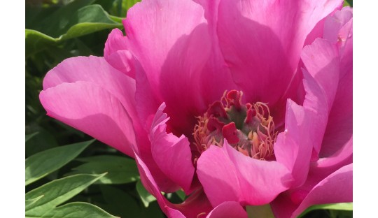 The best selections are granted the American Peony Society Award of La