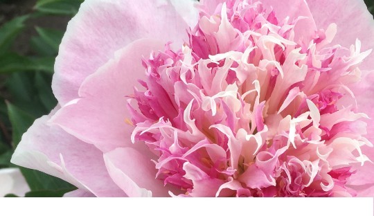 A la recherche d'une approche plus subtile de la composition florale?