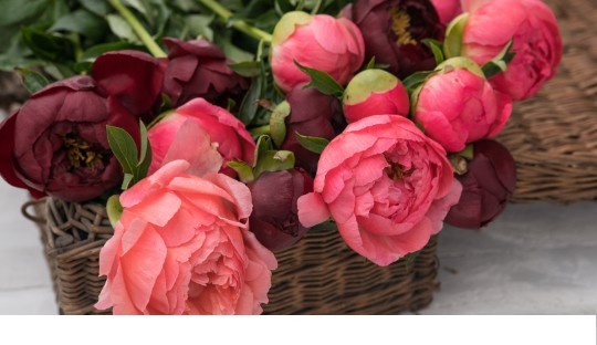 Plant your peonies now