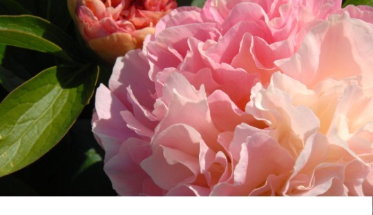New Peony catalogue 2021