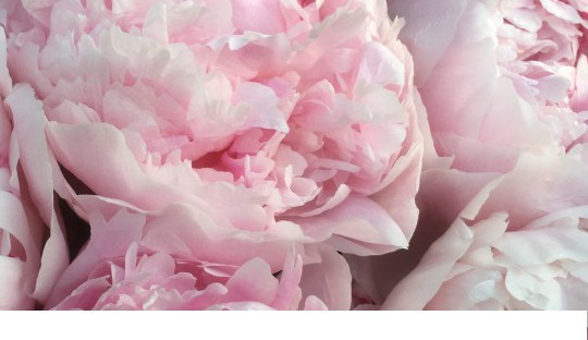 Peonies for your cutting garden