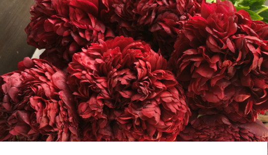 Delivery of top peonies in pot in Belgium.