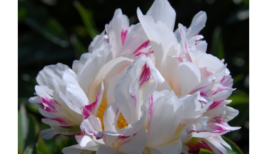 Peonies for beginners