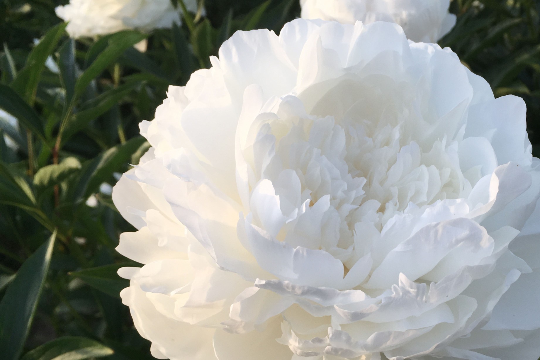 Peonies for the classic garden
