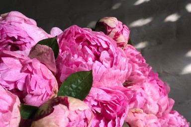 Peony cut flowers by variety