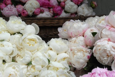 Bouquets of peonies