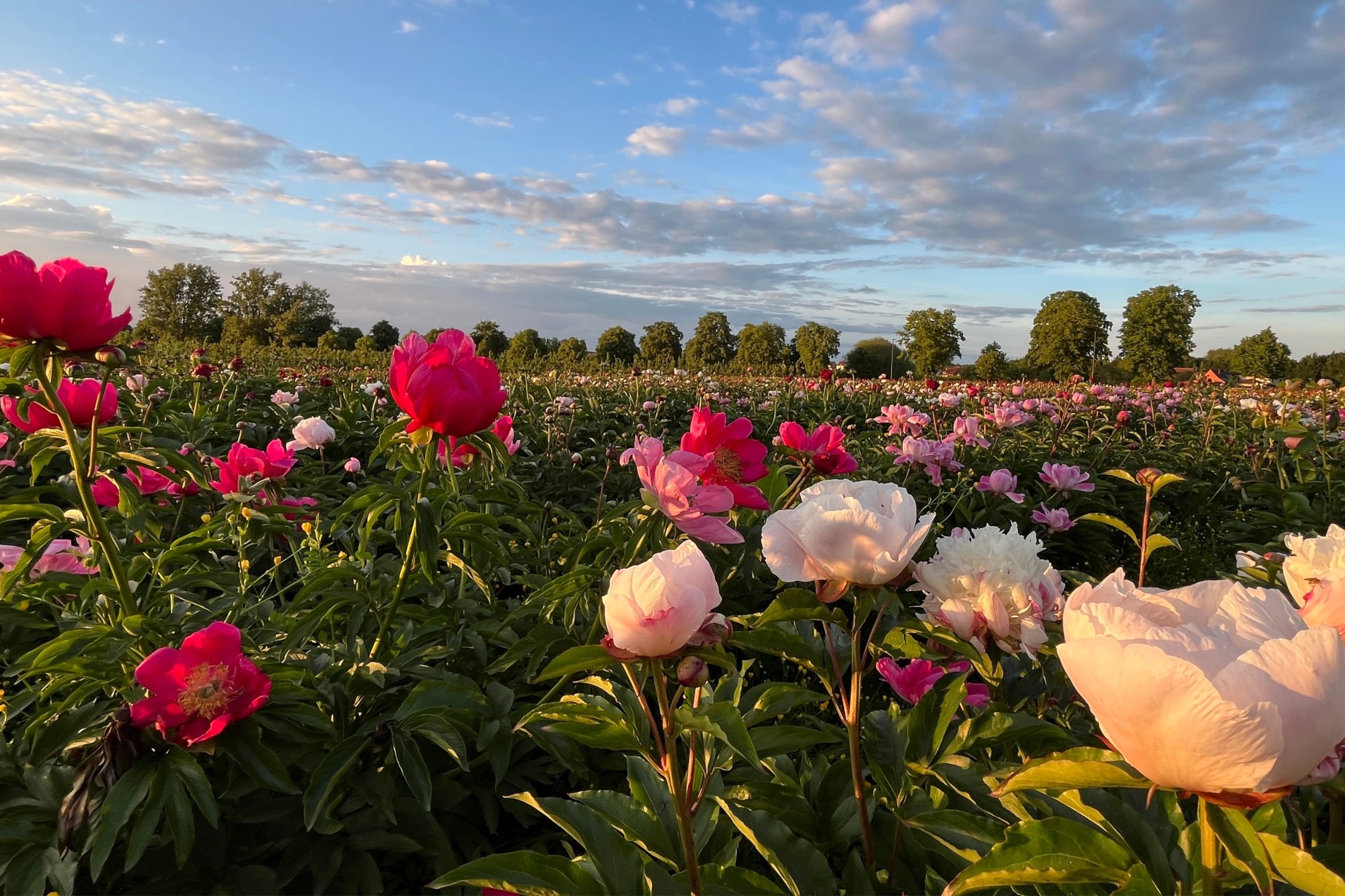 Peonies by colour