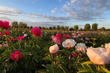 Peonies by colour