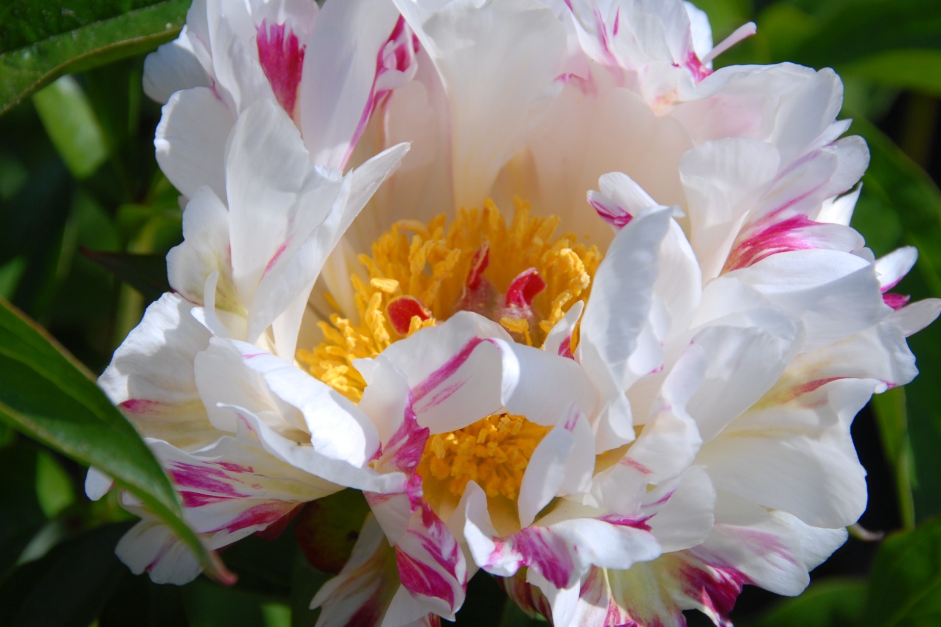 Bi-coloured peonies